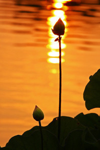 射手魔术再现，助球队连胜势不可挡