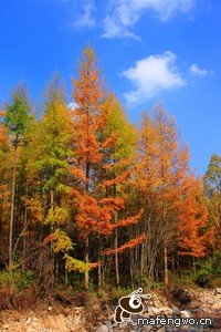 尤文图斯逼平那不勒斯，比赛双方均无建树