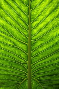 欧锦赛较量激烈意大利队潜心备战